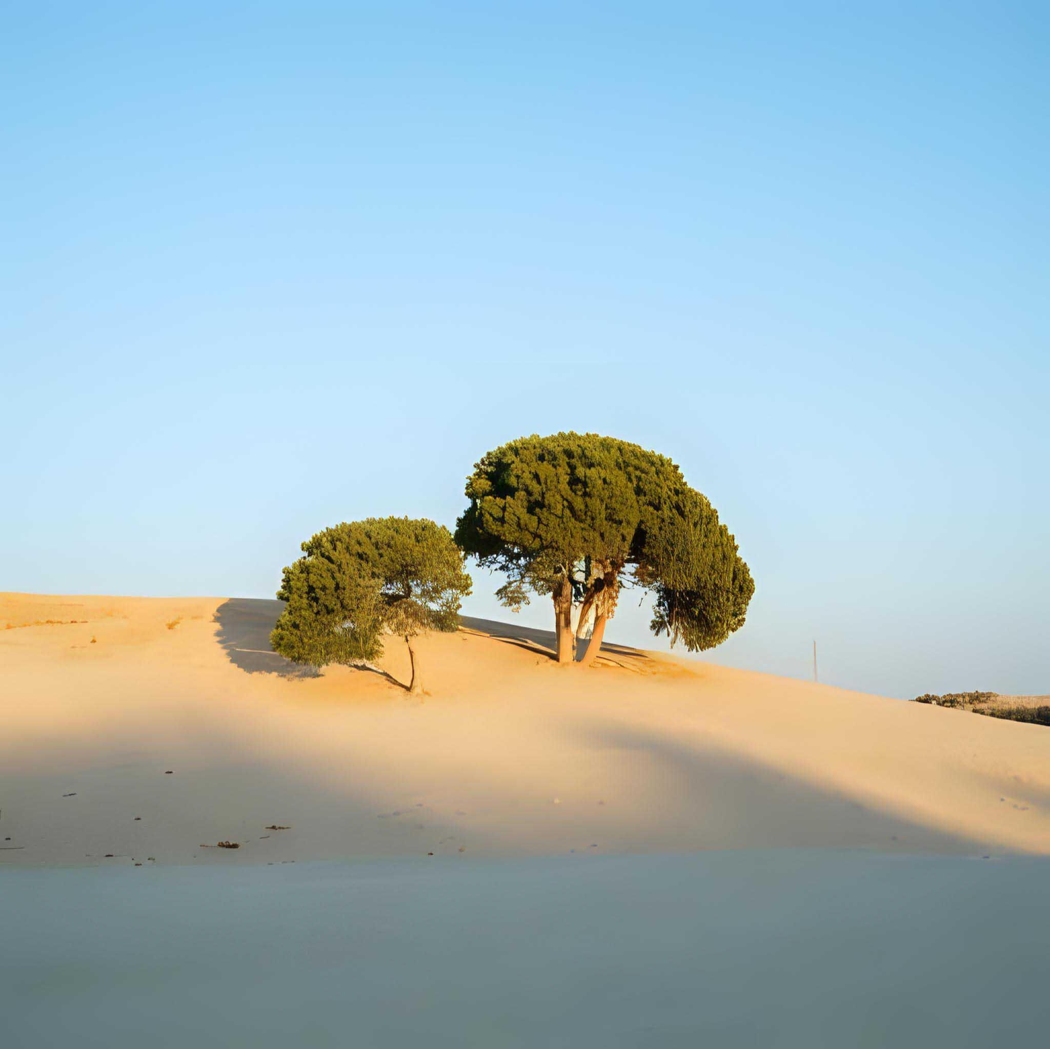Symbolbild Nachhaltigkeit: Wachsende Bäume in Wüstenlandschaft für Kreislaufwirtschaft und Ressourceneffizienz im Sustainability Management